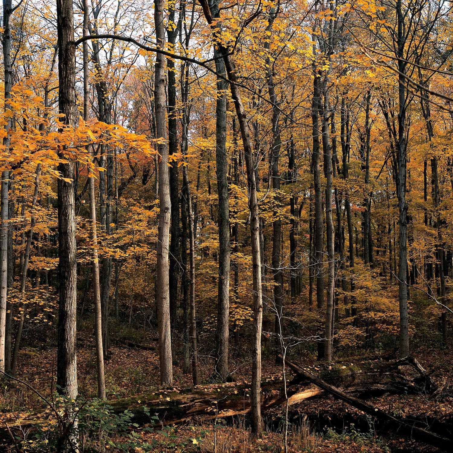 Maple Grove Butler Cty, OH